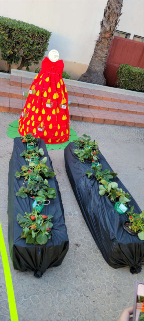 Bobalu Berries